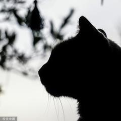 回到过去变成猫